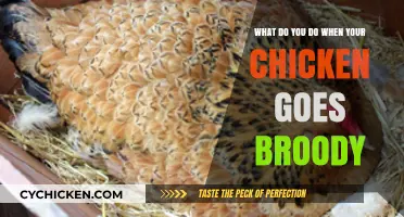 Broody Hen? Strategies for Handling and Preventing Broodiness