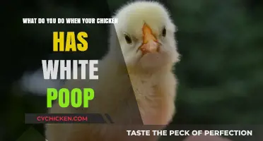 White Chicken Poop: What to Do and Why