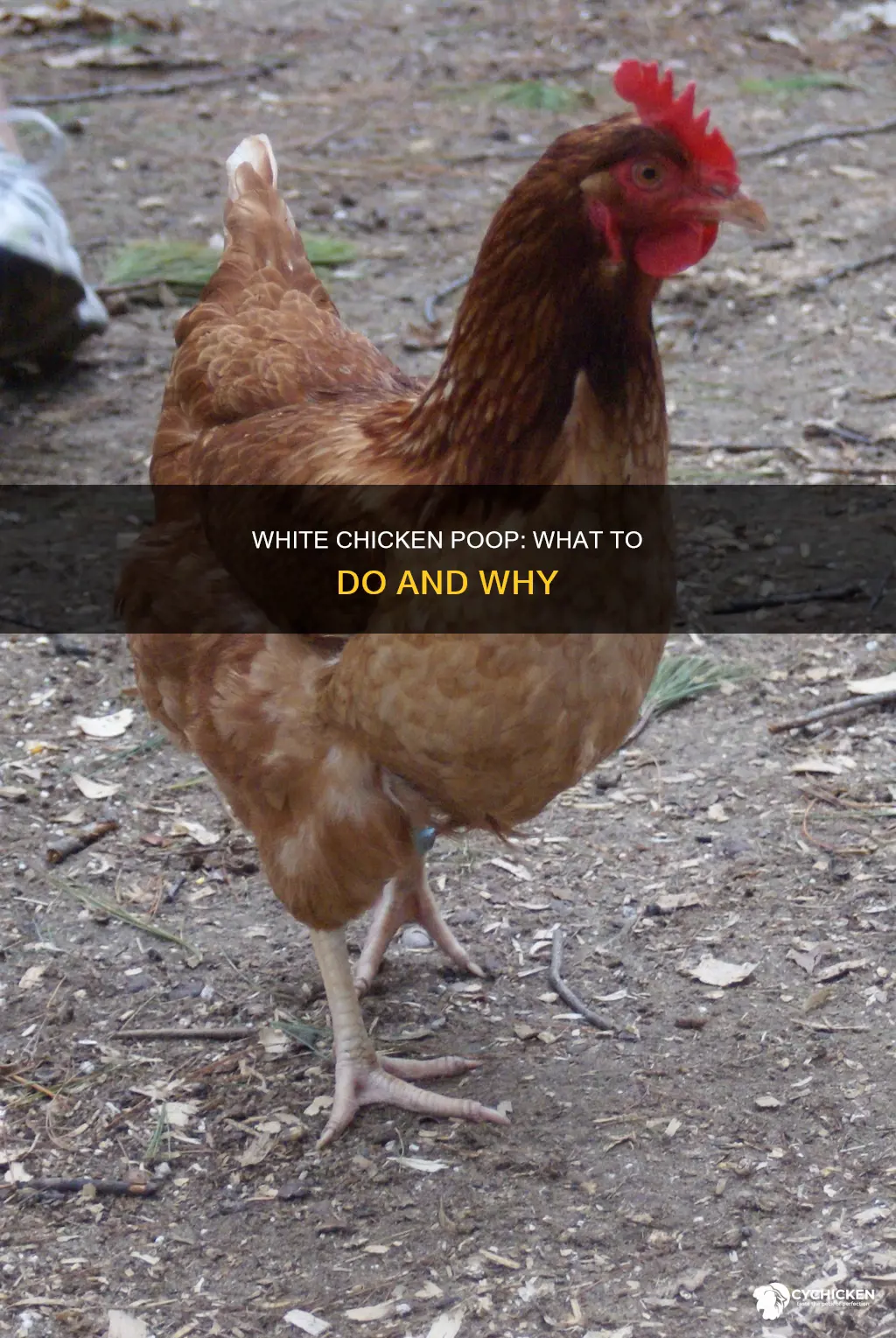 what do you do when your chicken has white poop