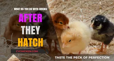 Caring for Your Newly Hatched Chicks: A Guide