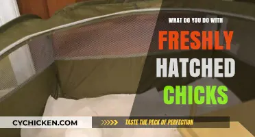 Caring for Freshly Hatched Chicks: Essential Tips for New Hatchlings