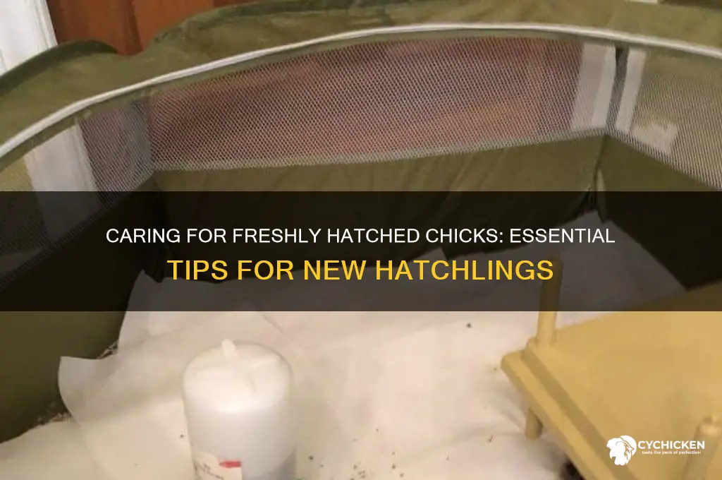 what do you do with freshly hatched chicks