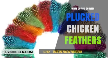 Creative Uses for Plucked Chicken Feathers: Sustainable Ideas and Crafts