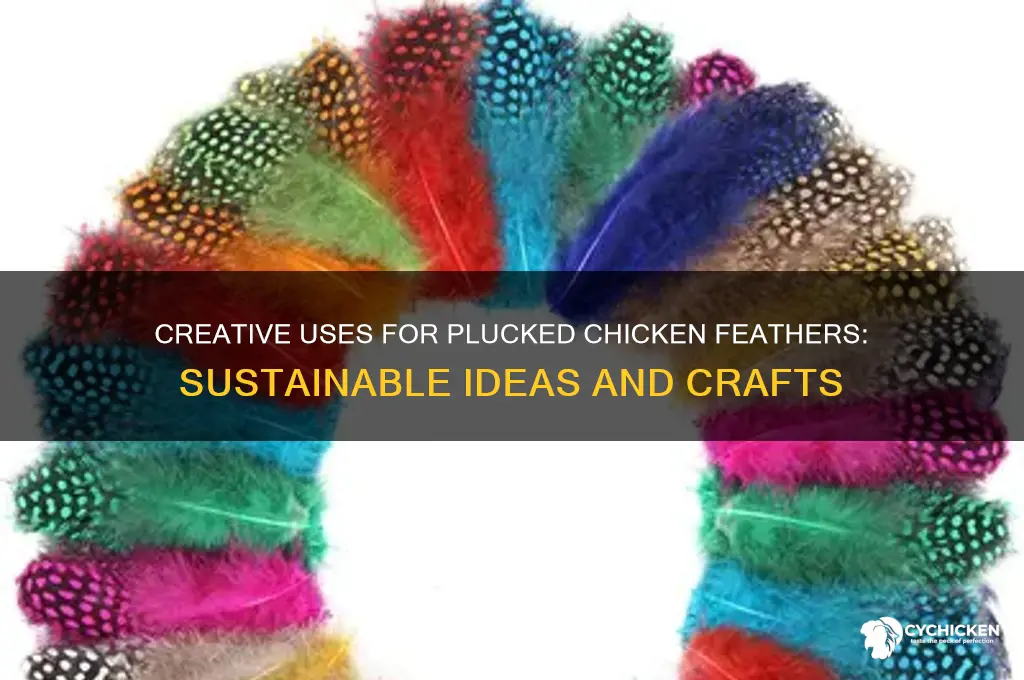 what do you do with plucked chicken feathers