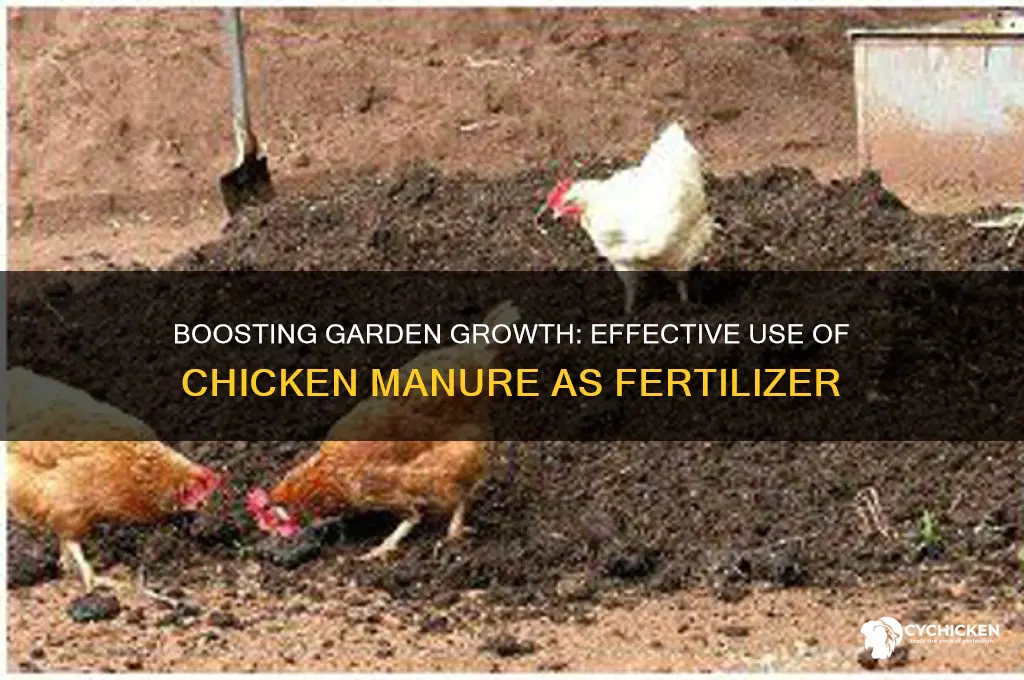 what do you fertilize with chicken manure