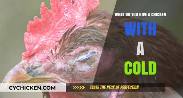 Natural Remedies to Treat Your Chicken's Cold