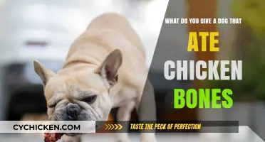 How to Treat Your Dog After Eating Chicken Bones?