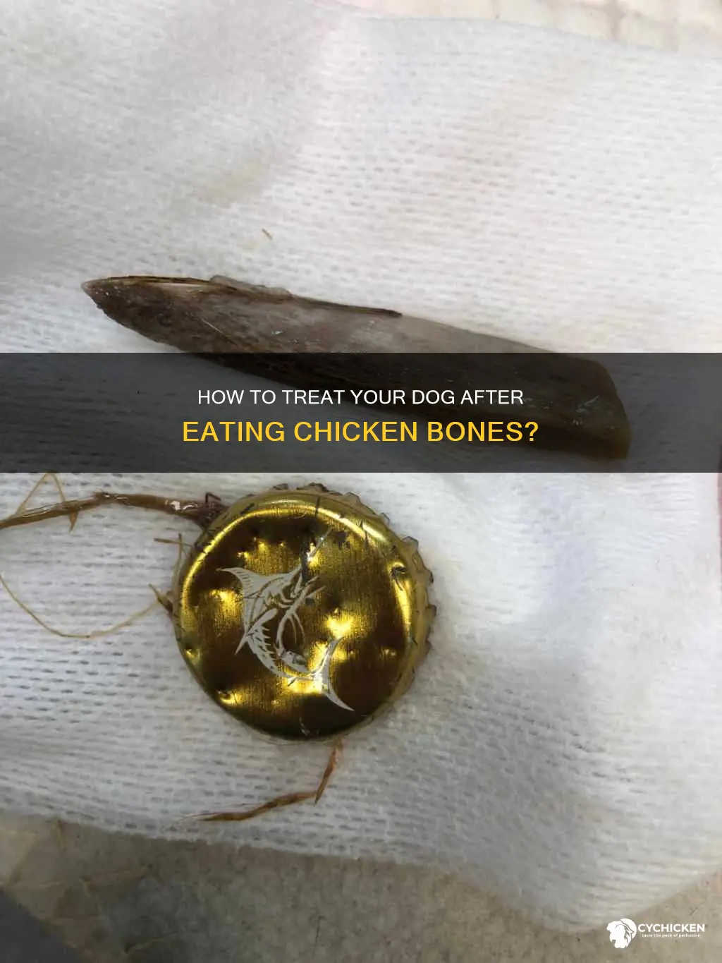 what do you give a dog that ate chicken bones
