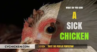 Caring for Your Flock: Essential Remedies for a Sick Chicken