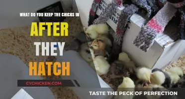 Housing Your Newly Hatched Chicks: What's Next?