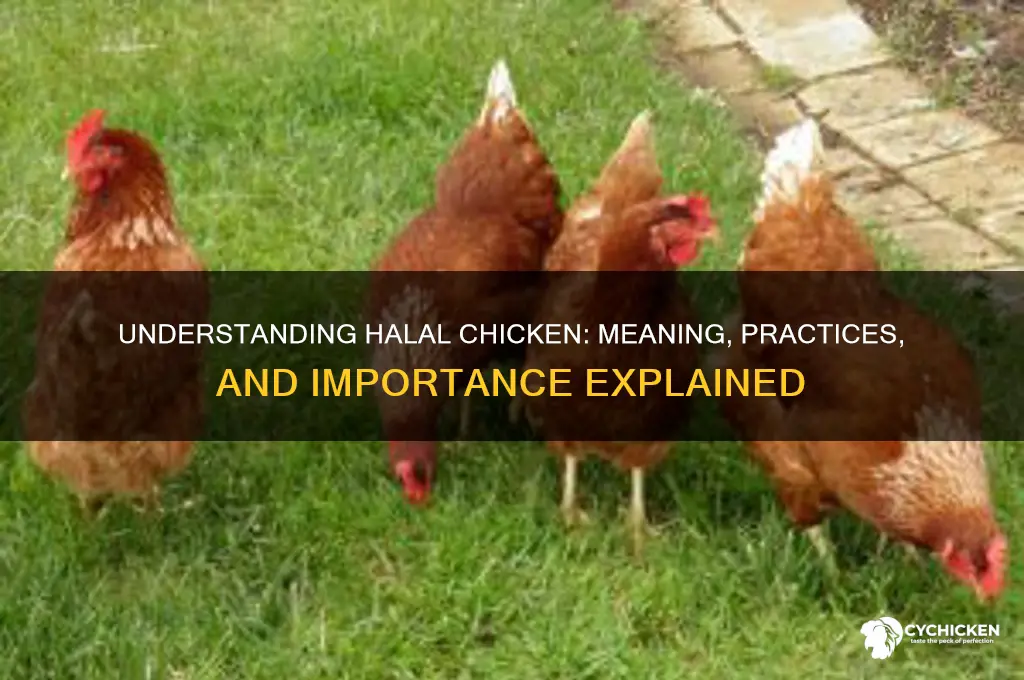 what do you mean by halal chicken