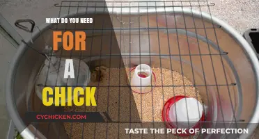 Essential Supplies for Raising Happy, Healthy Chicks at Home