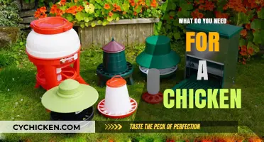 Essential Supplies for Raising Happy, Healthy Chickens at Home