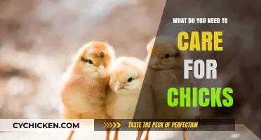 Essential Tips for Raising Healthy and Happy Chicks at Home