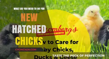 Caring for New Chicks: A Guide to Their First Weeks