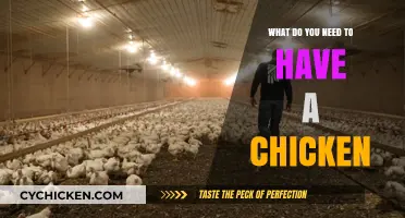 Essential Supplies and Tips for Raising Happy, Healthy Chickens at Home