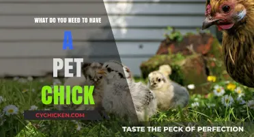Caring for Pet Chicks: Essential Supplies and Setup