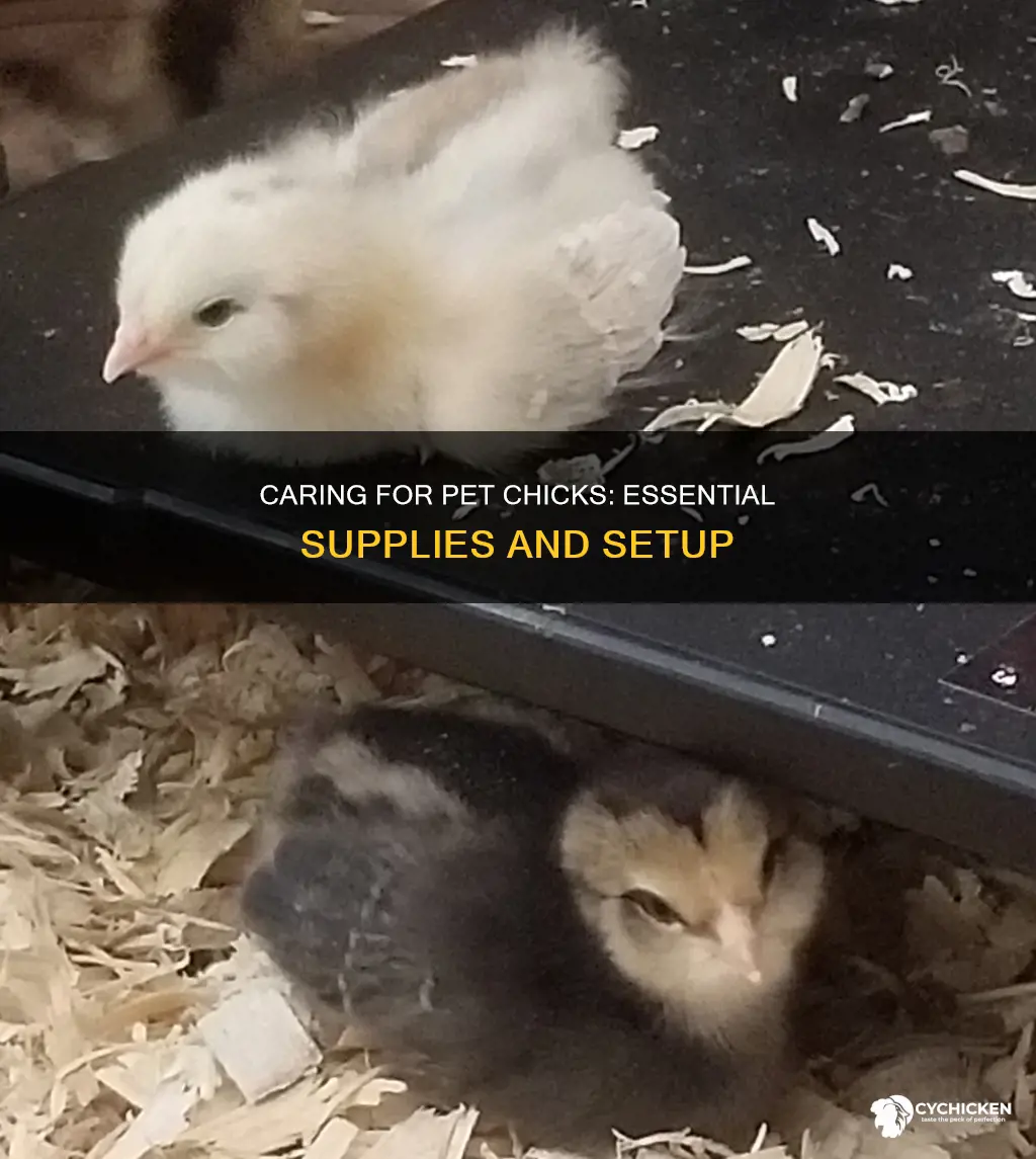 what do you need to have a pet chick