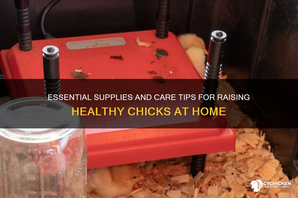 what do you need to raise a chick