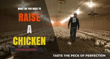 Essential Supplies and Tips for Raising Healthy Chickens at Home