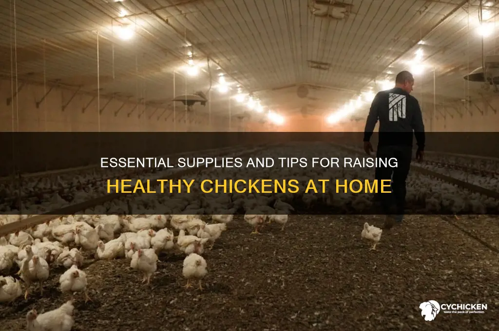 what do you need to raise a chicken