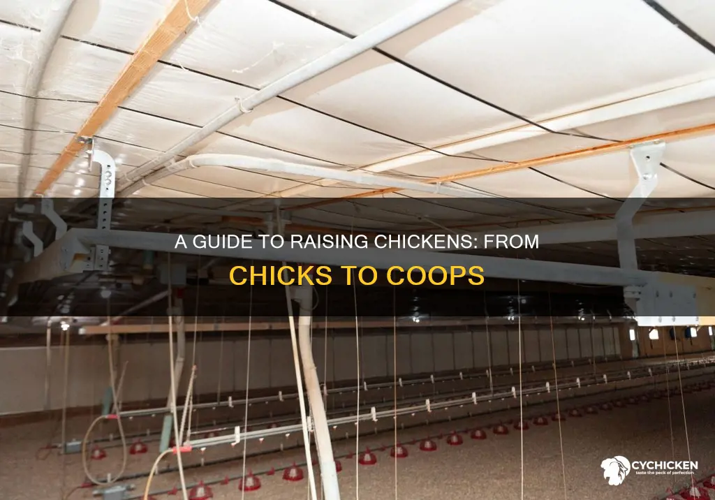 what do you need to raise chickens from chicks