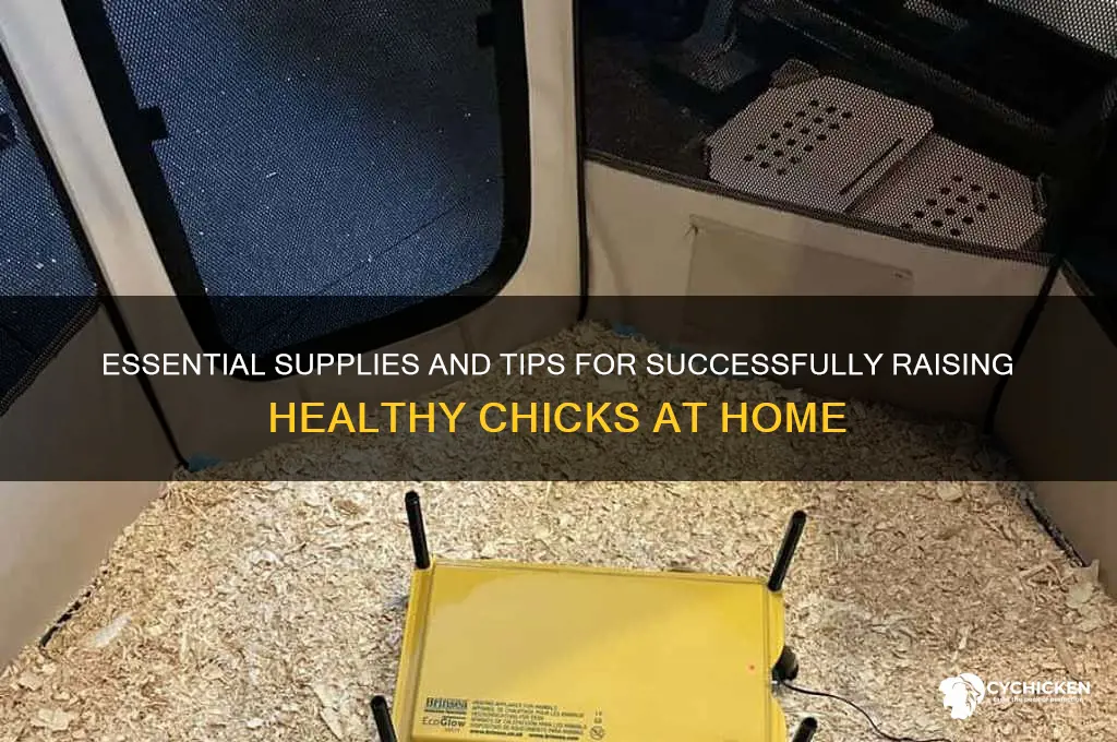 what do you need to raise chicks