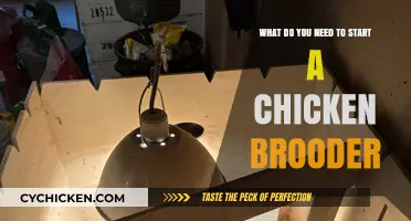 Chicken Brooder Basics: What You Need to Get Started