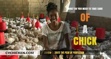 Guide to Raising Chicks: Care Essentials