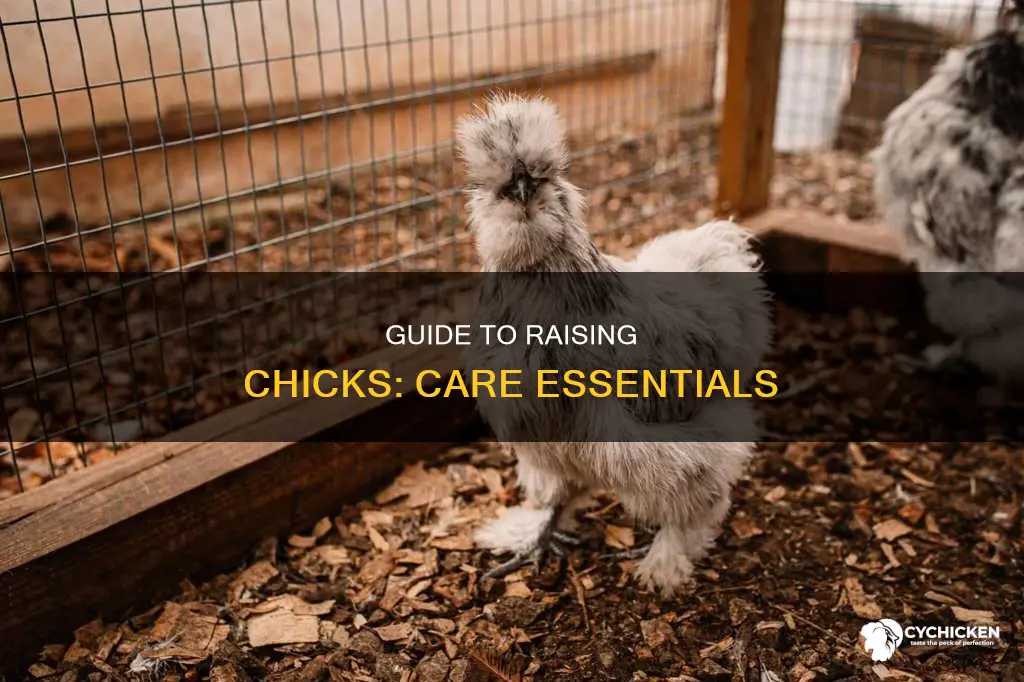 what do you need to take care of a chick