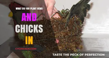 Best Soil and Containers for Planting Hens and Chicks Succulents