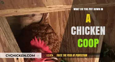 Cozy Quarters: Essential Items for a Happy Chicken Coop