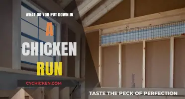 Creating a Comfortable Chicken Run: What to Include