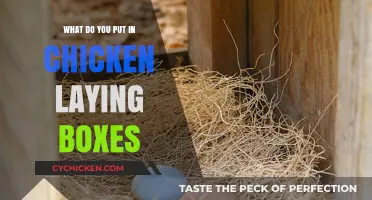 Essential Nesting Box Supplies for Happy, Healthy Egg-Laying Chickens