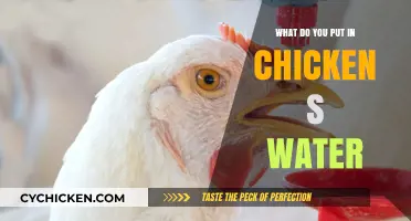 Essential Tips: What to Add to Chicken Water for Health and Hydration