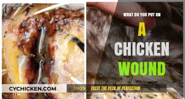 Effective Treatments for Chicken Wounds: Healing Your Flock Fast