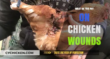Healing Chicken Wounds: Essential Treatments and Care Tips for Poultry