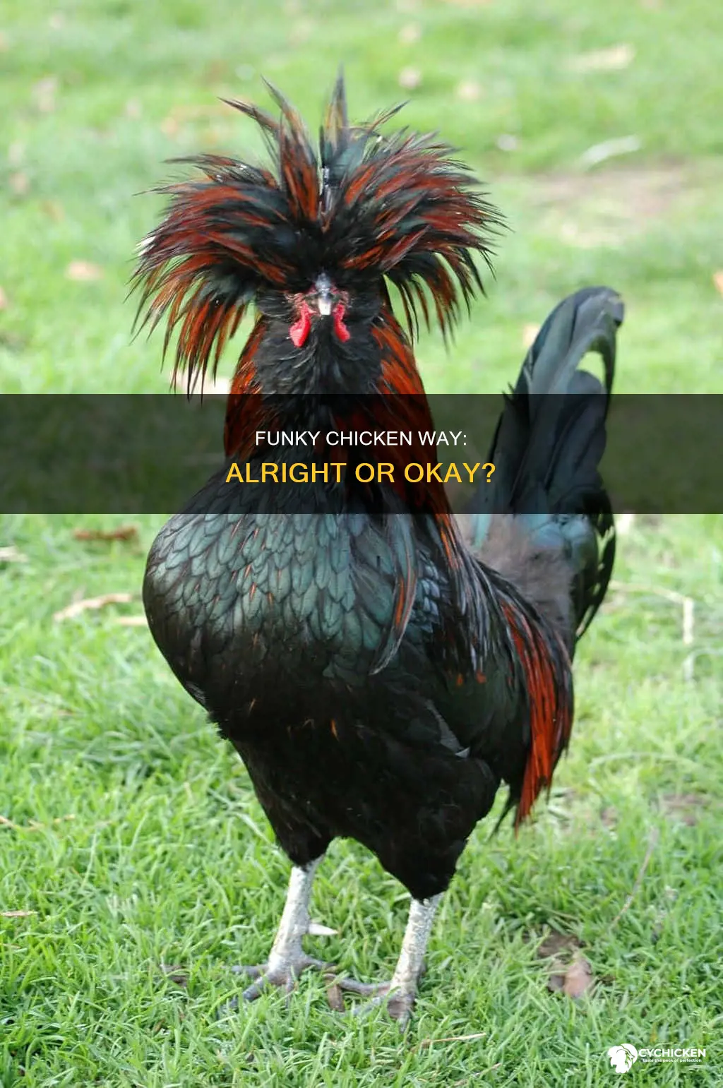 what do you say alright okay the funky chicken way