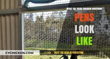 Exploring the Ideal Setup for Your Chicken Breeding Pens