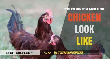 Exploring the Unique Features of Rhode Island's State Chicken