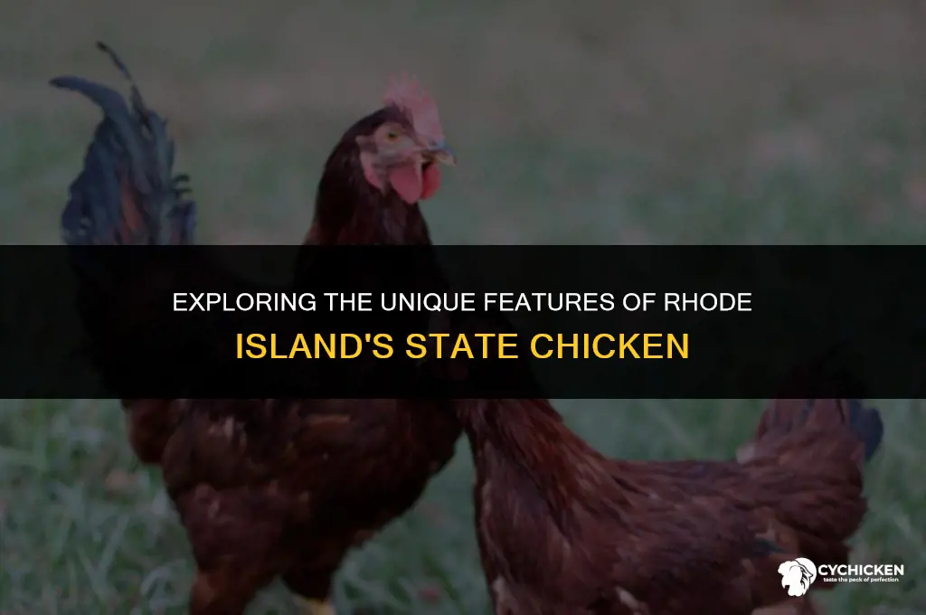 what doe sthe rhode island styate chicken look like