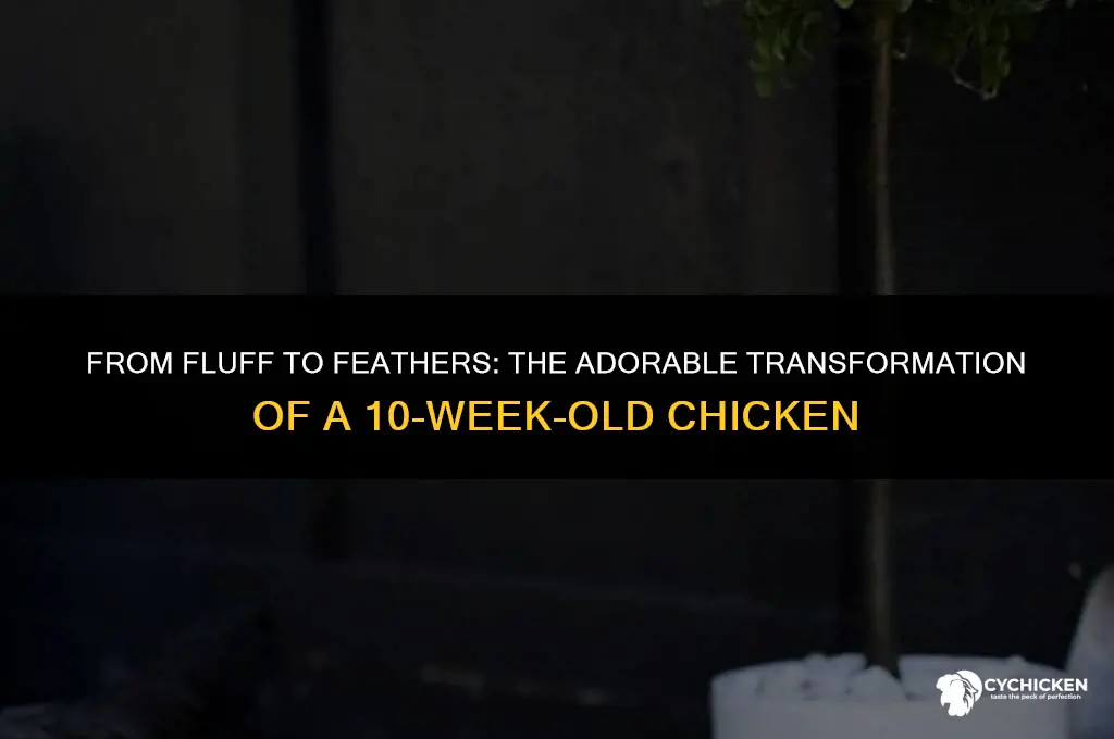 what does a 10 week old chicken look like