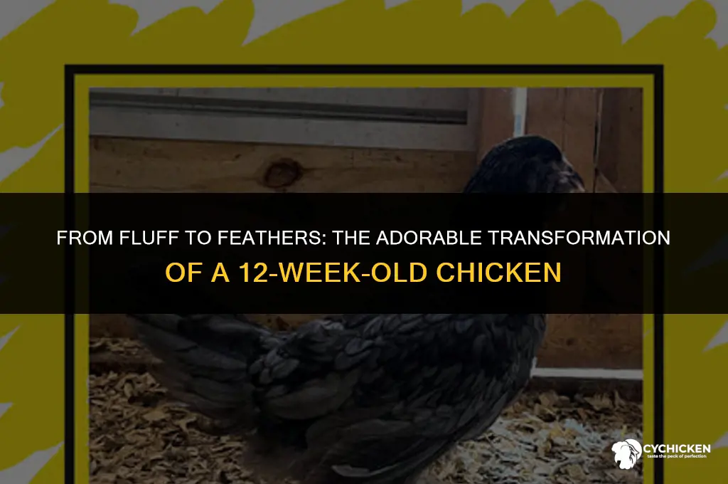 what does a 12 week old chicken look like