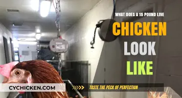 Exploring the Appearance of a 15-Pound Live Chicken: A Visual Guide