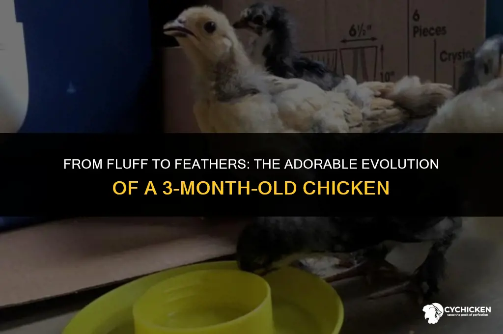 what does a 3 month old chicken look like