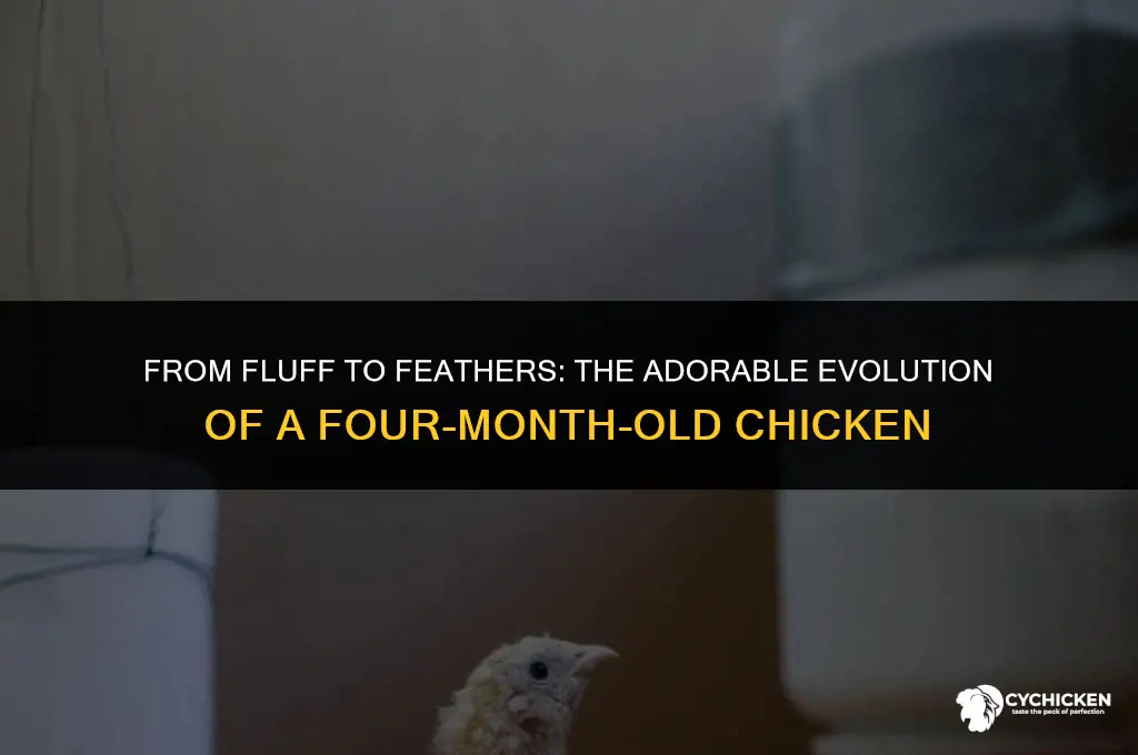 what does a 4 month old chicken look like