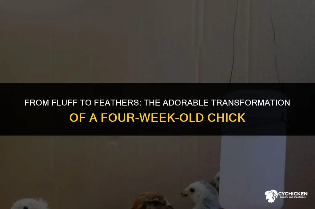 what does a 4 week old chick look like