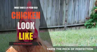 Cluck-tastic Transformation: What Does a 4-Year-Old Chicken Look Like?
