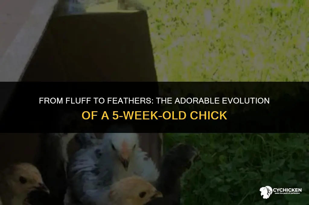 what does a 5 week old chick look like