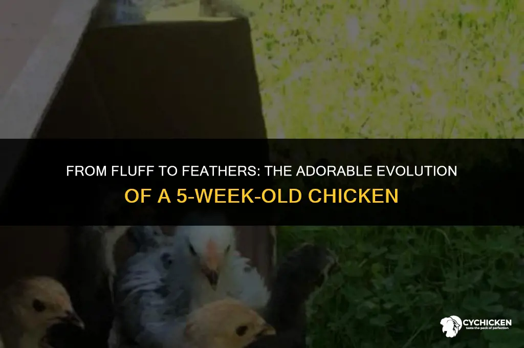 what does a 5 week old chicken look like